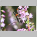 Synanthedon formicaeformis - Glasfluegler 15c auf Heide - Sandgrube Niedringhaussee.jpg